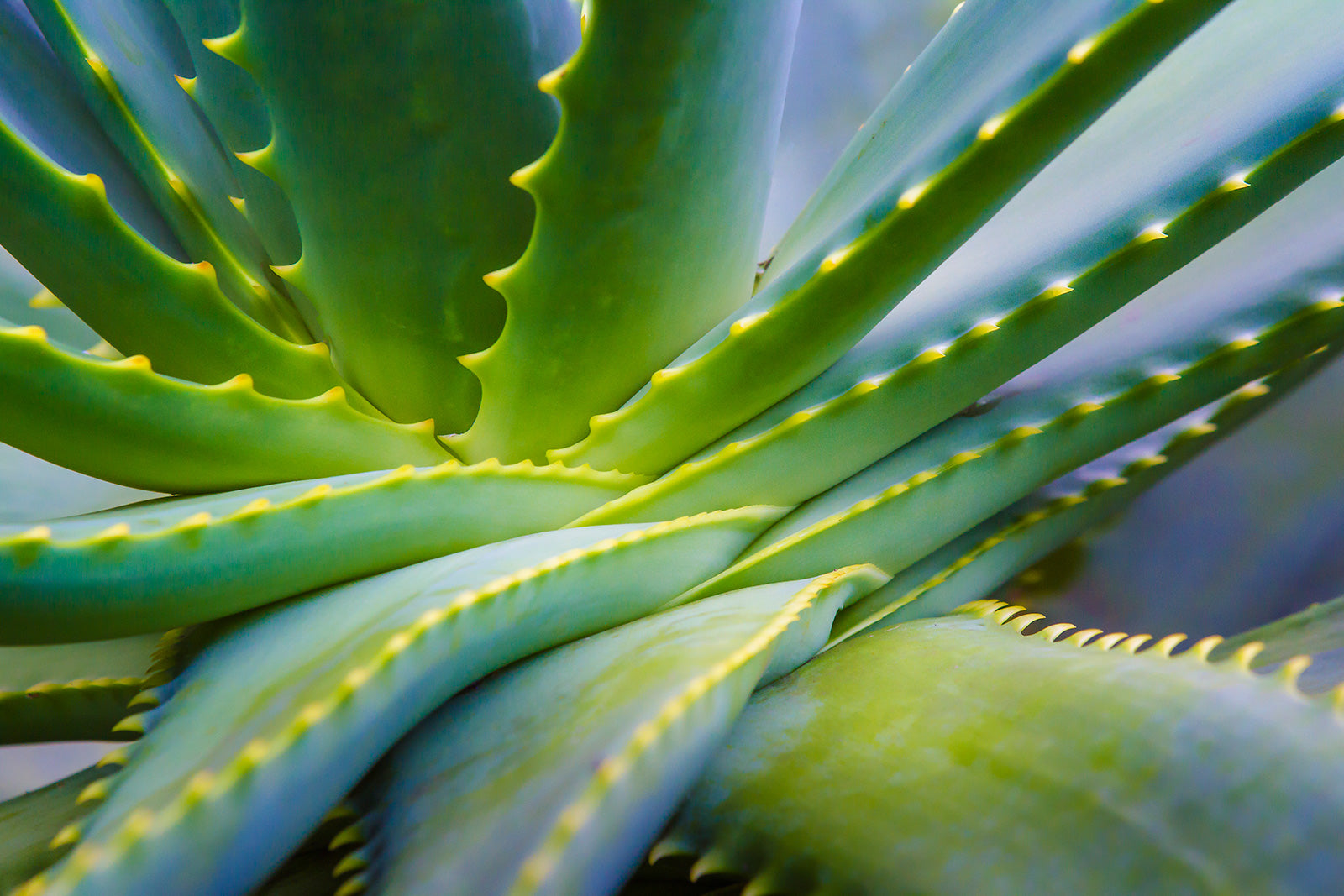 3 reasons Aloe Vera is more than just a sunburn soother
